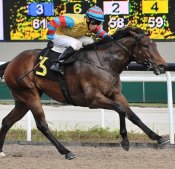 Mr Big<br>Photo by Singapore Turf Club